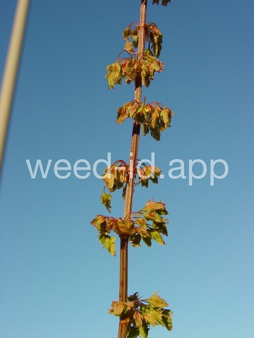 dock, broadleaf